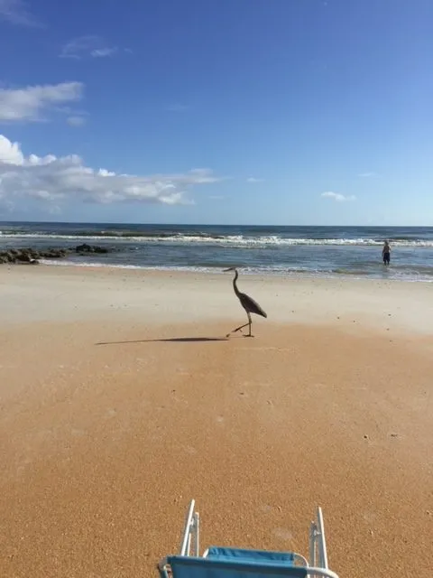 Great blue heron walking along the shoreline at Butler Beach